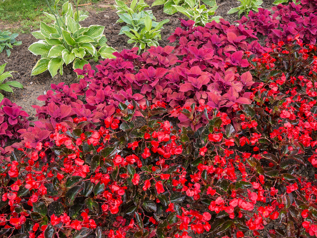 2014 July 25 Park Meadows Mall Flowers Denver Flickr