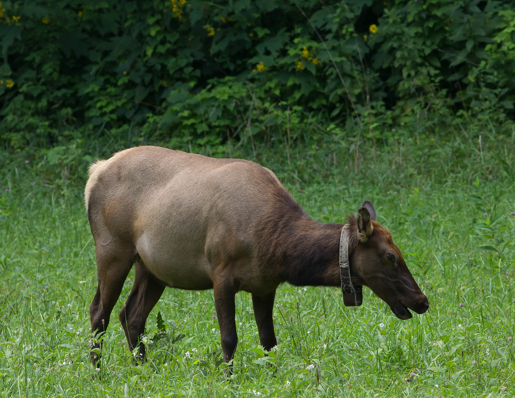 Cow Elk A large cow Elk, with a radio collar, in the Ocona… Flickr