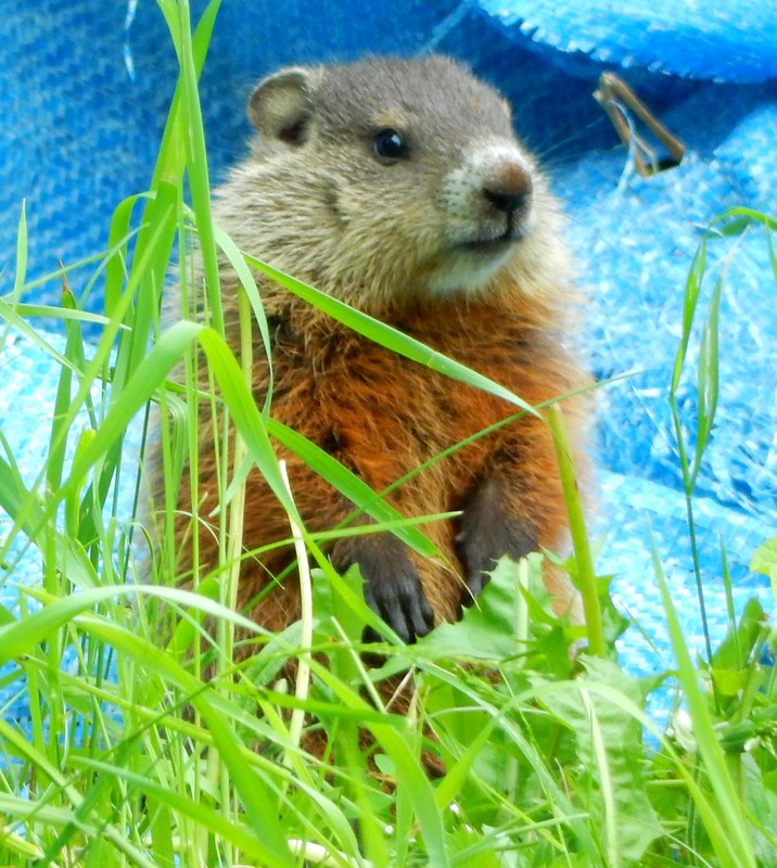 Woodchucks, squirrels, chipmunks, all sciurids Flickr