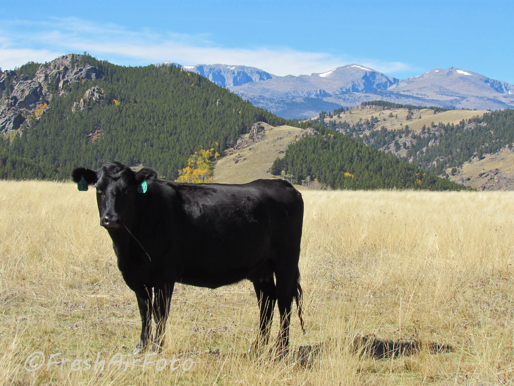Wyoming Ranching I had to walk through some Angus yesterda… Flickr