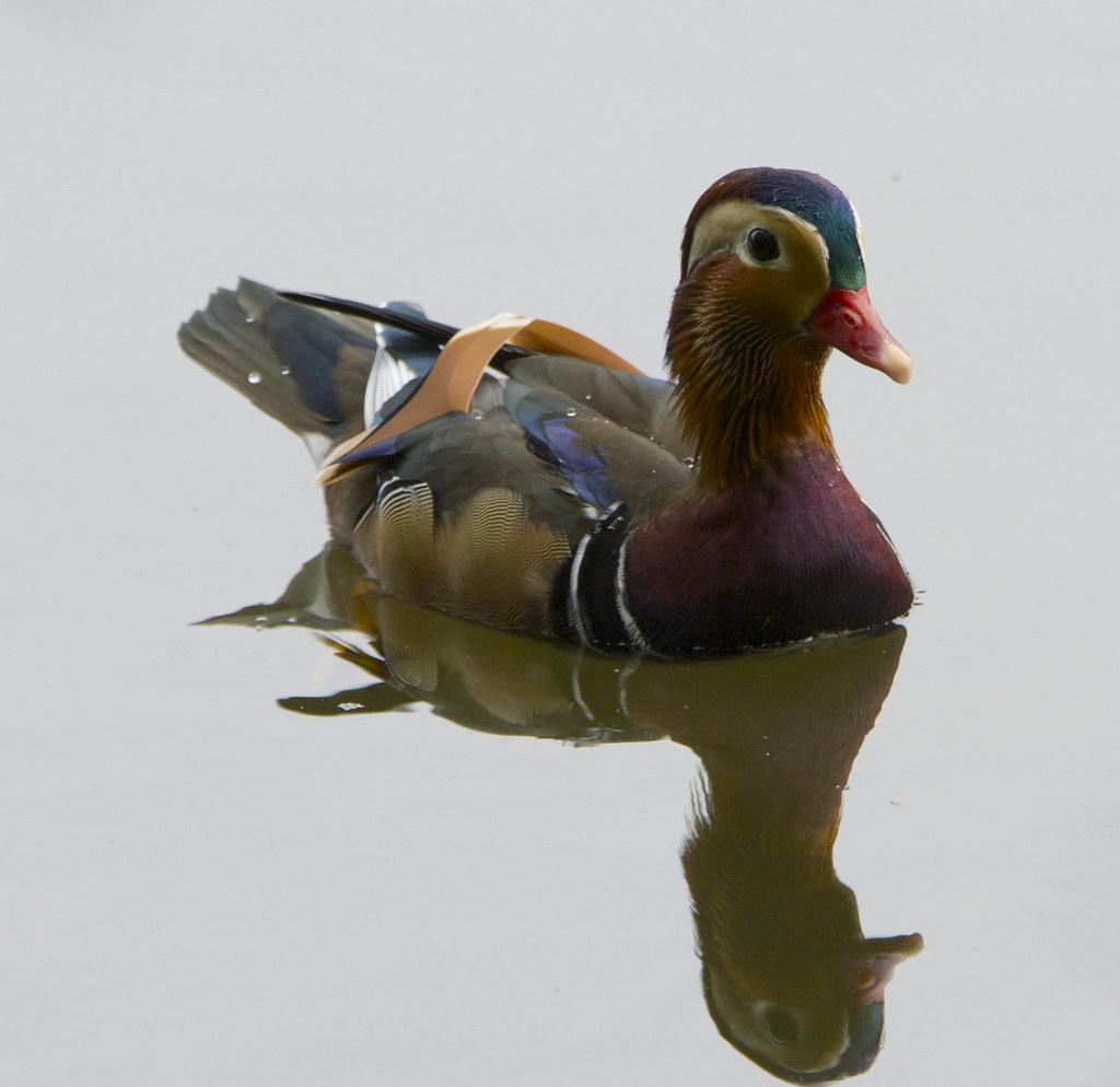 Mandarin 1 Mandarin Duck on calm water Mike Watts Flickr