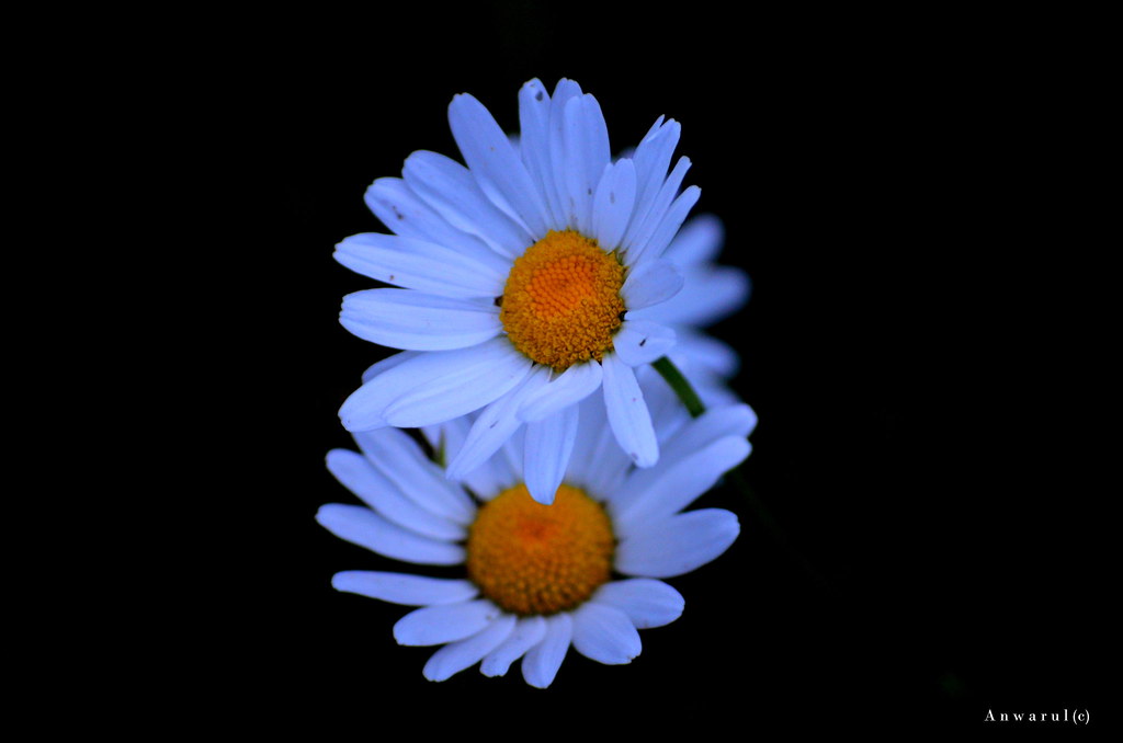 Flowers Hanover, Germany Anwarul Islam Flickr