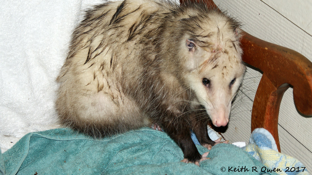 Opossum On my back porch in Salem, OR Keith Owen Flickr