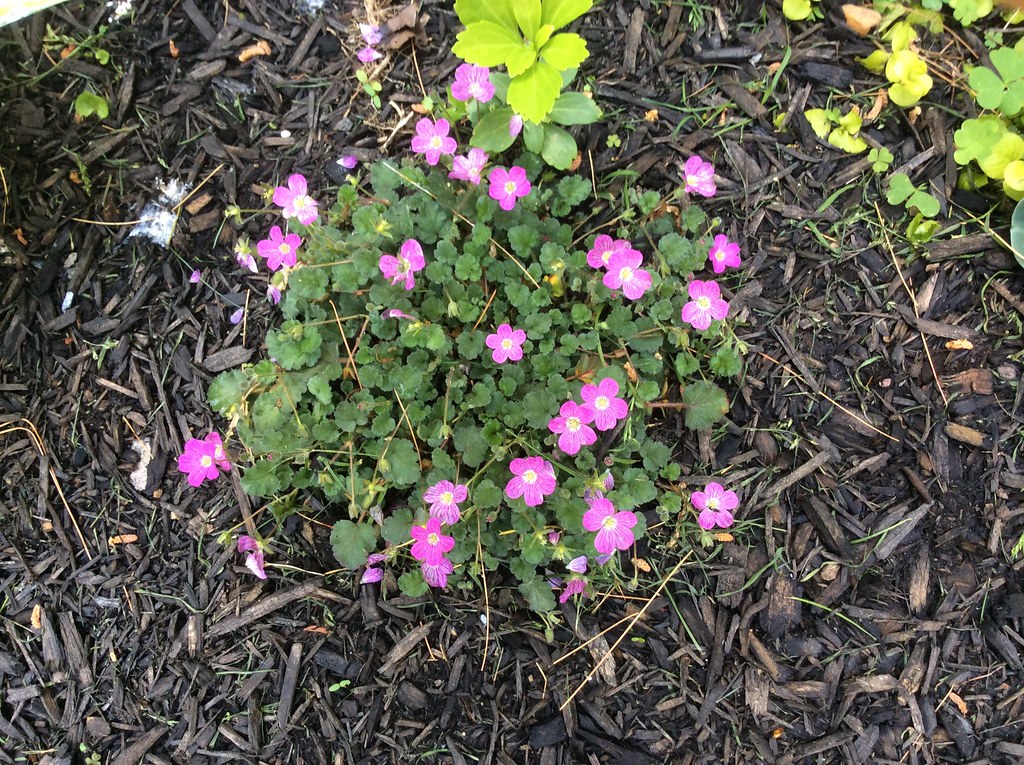 Perennial Geranium, like a ground cover, blooms all summer… Flickr