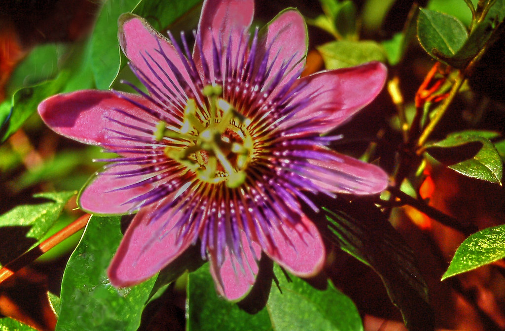 Passion Flower Vine (5 of 5) I took this photo, with my Mi… Flickr