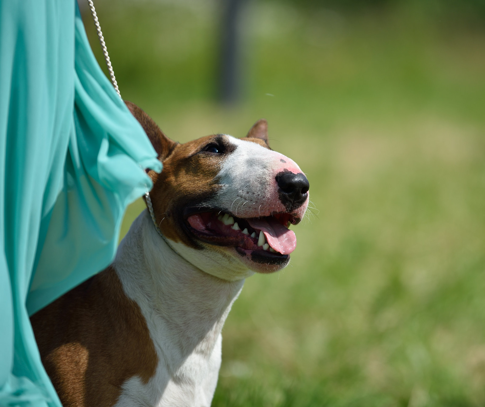 All sizes Miniature Bull Terrier Flickr Photo Sharing!