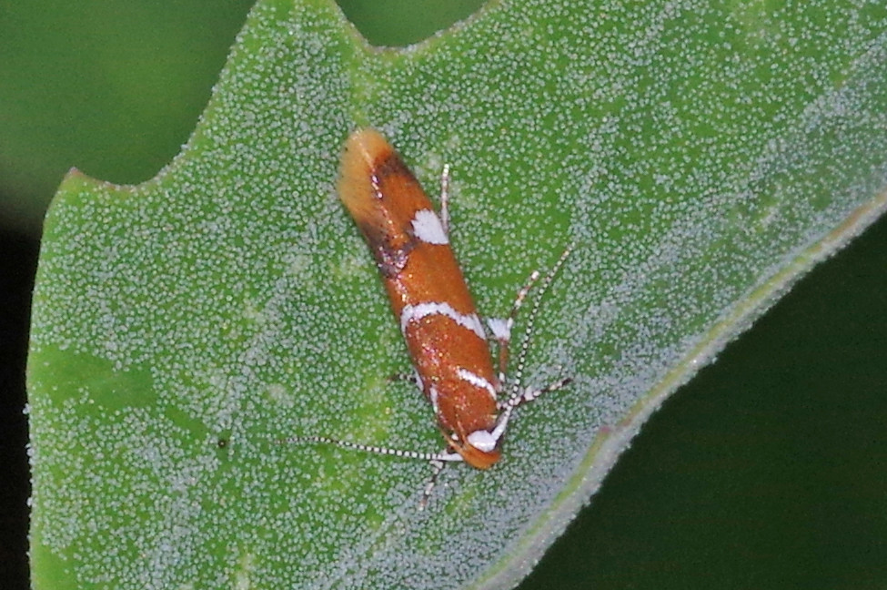 Wingspan winthrop stockswest