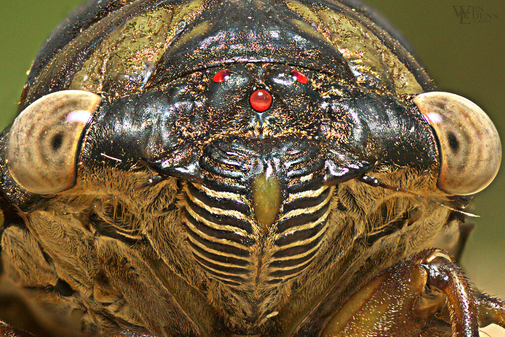 Cicada Eye to Eye Took advantage of the unseasonable coo… Flickr
