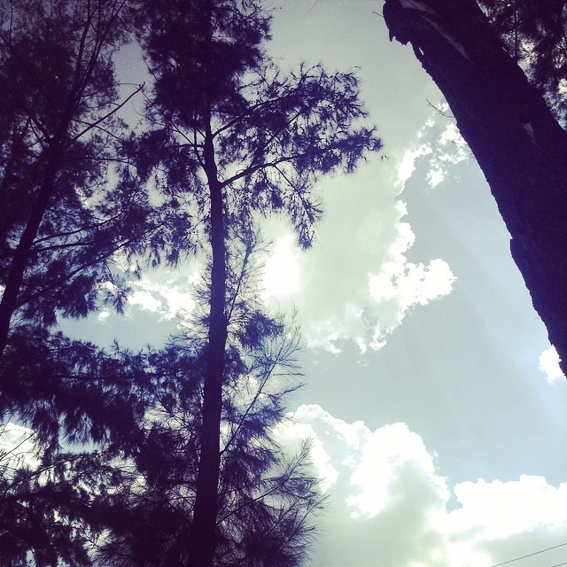 Mi pedazo de cielo ☁️☀️cloud cloudstagram trees beauti… Flickr