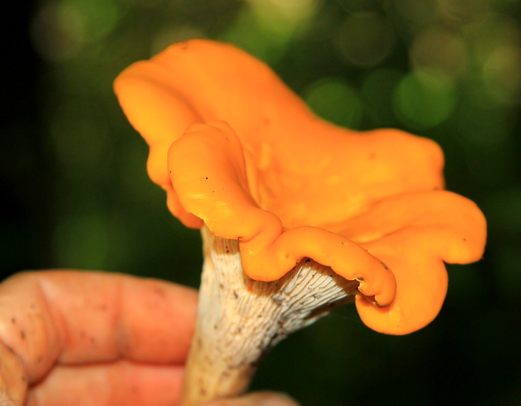 golden chanterelle (Cantharellus cibarius)(IMG_2632 Flickr