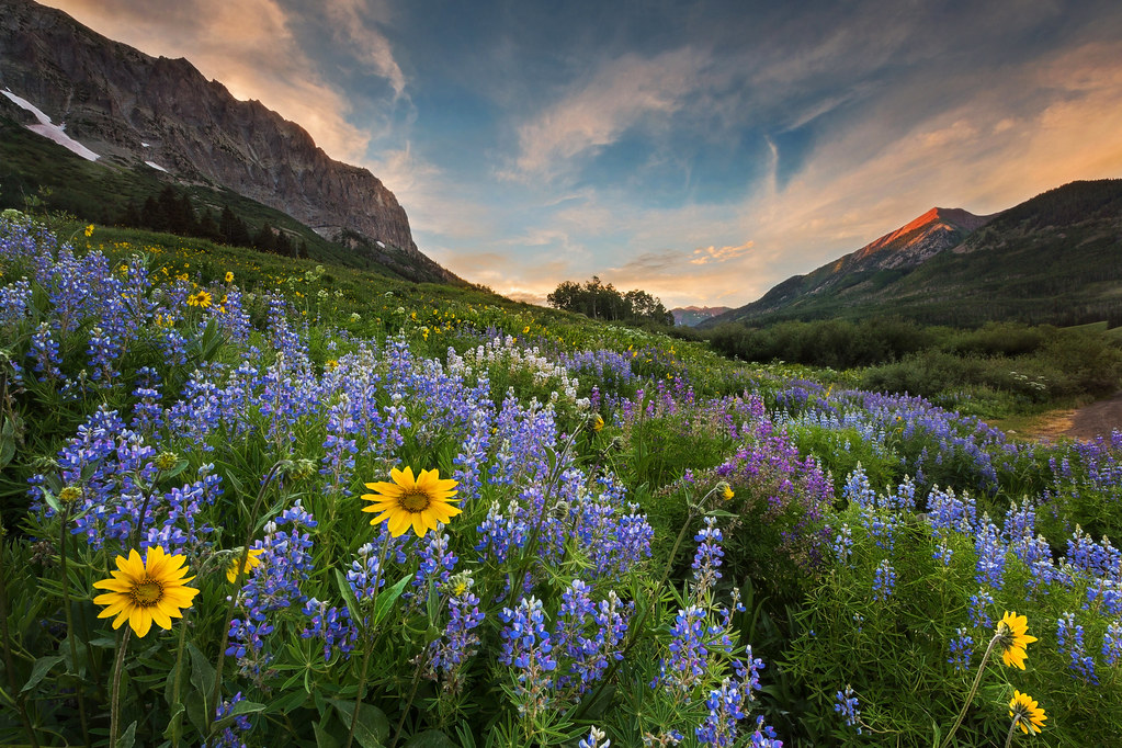 Crested Butte wildflowers My main reason for going to Colo… Flickr