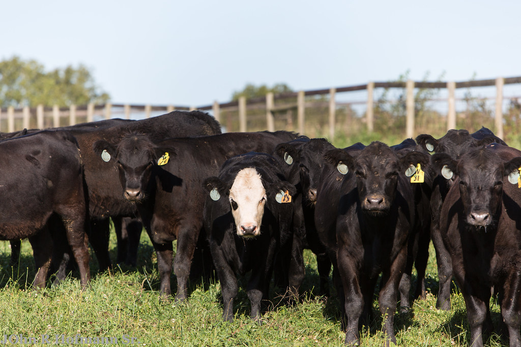 WILLOWBROOK ARCHA FULL SIZE 913142014 (1 of 236) Flickr