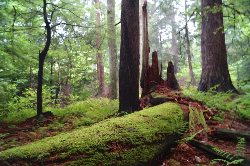 DSC06410 Hearts Content Scenic Area, Allegheny National Fo… Flickr