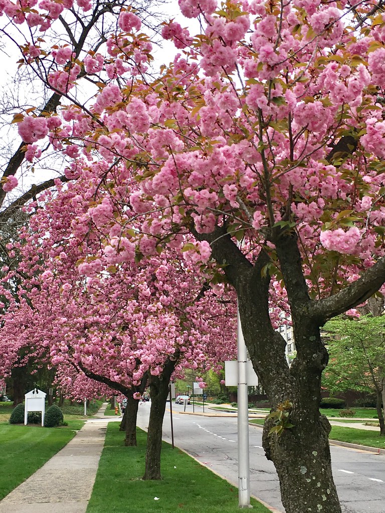 Kwanzan Cherry trees The Kwanzan Cherry Trees are in full … Flickr
