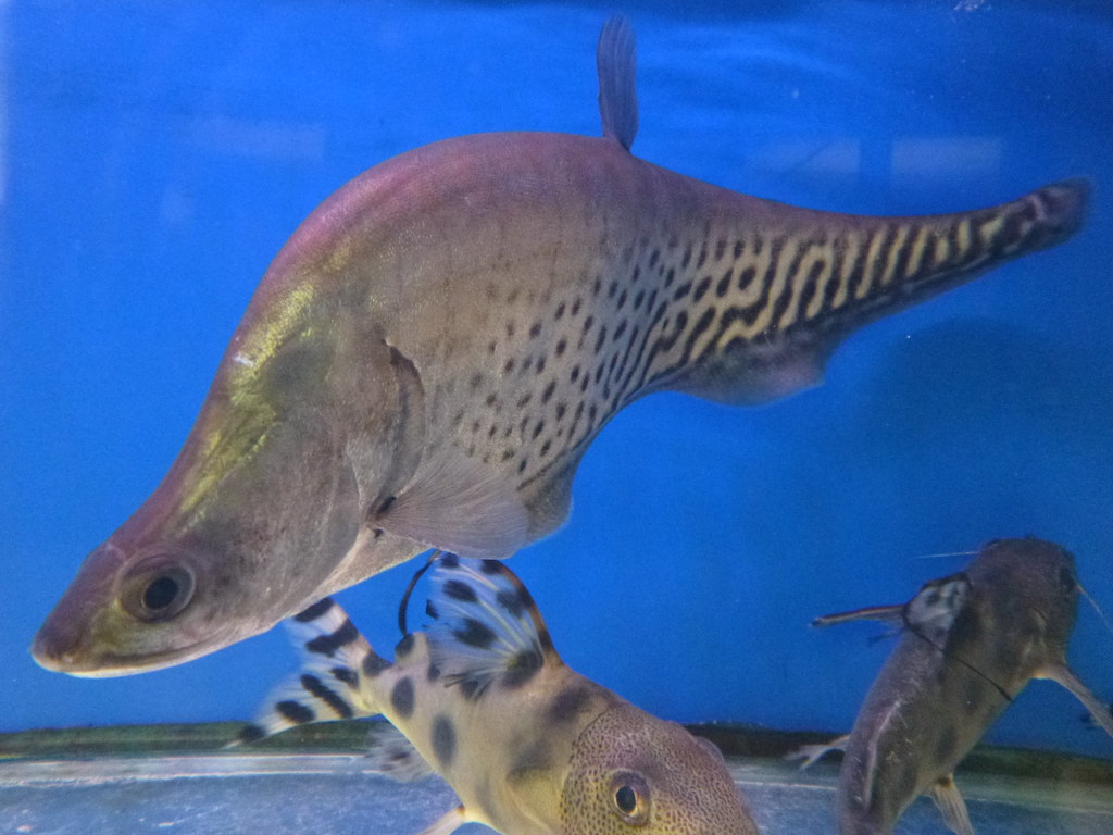 Royal Clown Knife Fish