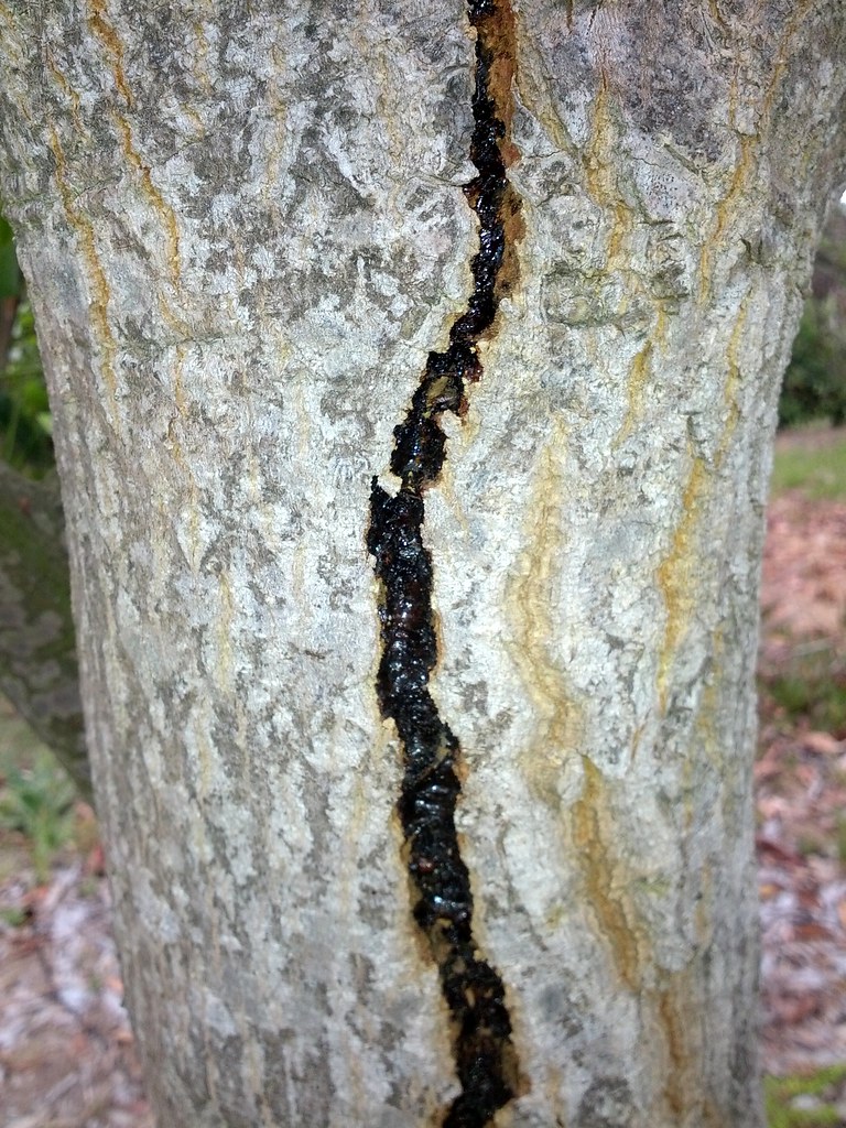 Mango (Mangifera indica) Stem canker and gummosis or resinosis a