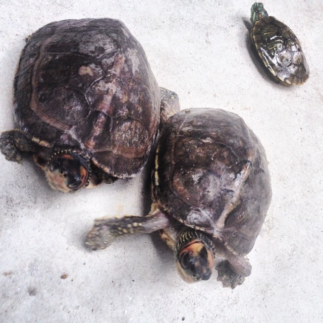 turtle turtlefamily aquarium bangladesh bangladeshi Flickr