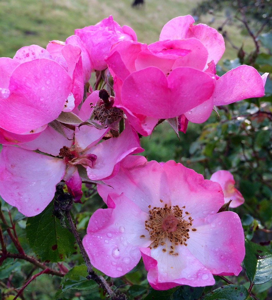 It's worth getting up for beautiful things Flowers on th… Flickr