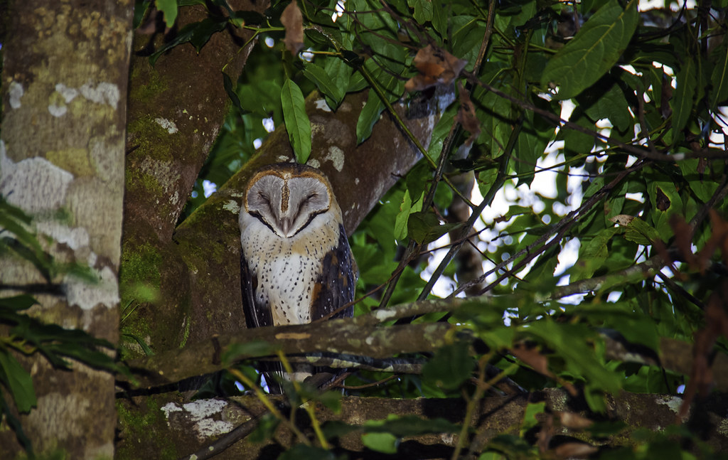Madagascar Red Owl. Soumagnei Tyto. klevsand Flickr