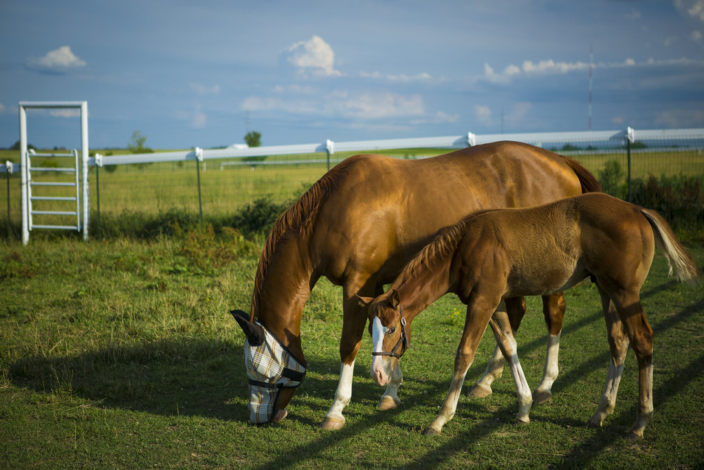 equine teaching farm_south farm_summer_0013 The Equine Tea… Flickr