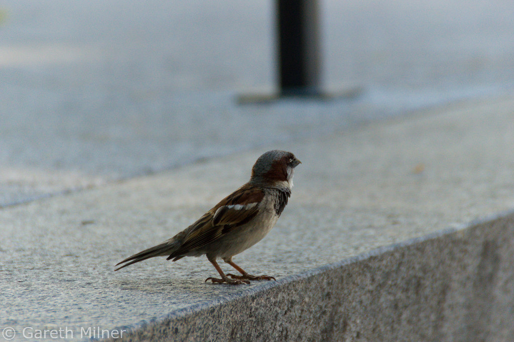 Bird by Congress A bird sits outside the Capitol Visitor C… Gareth