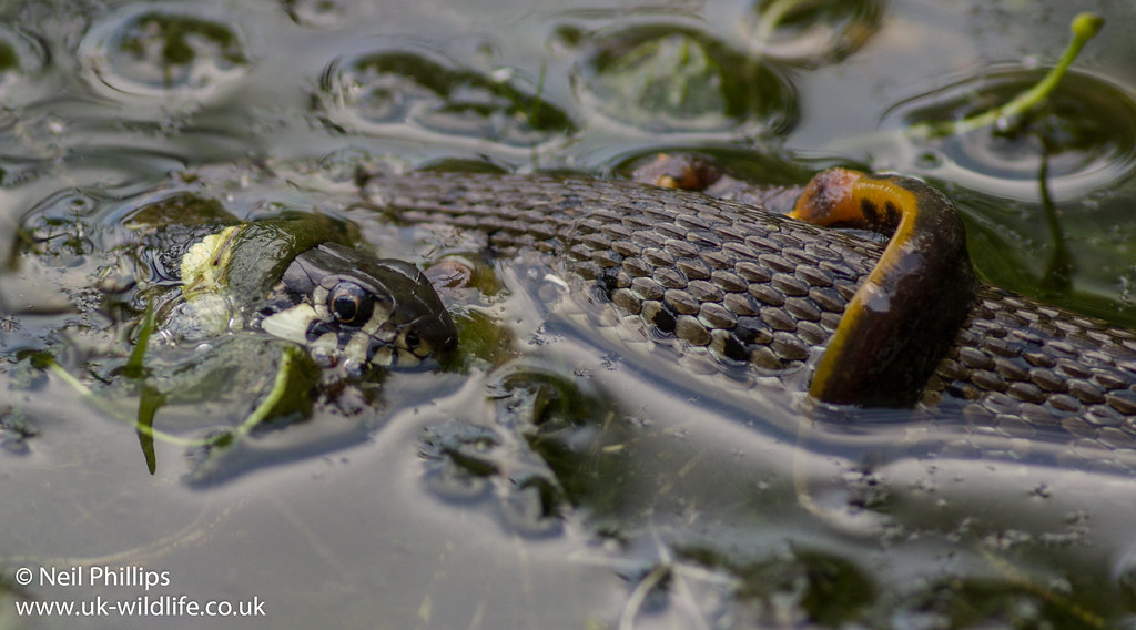 Grass snake eating great crested newt6 (c) Neil Phillips … Flickr