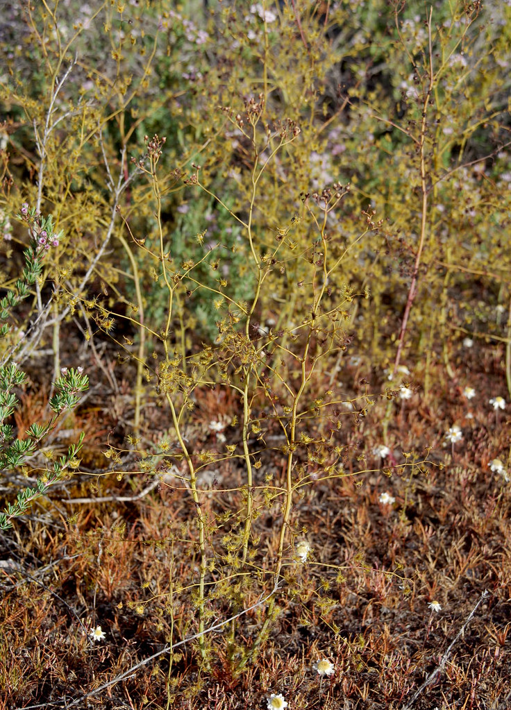 Drosera gigantea ssp gigantea, Blue Rock, near Jarrahdale,… Flickr