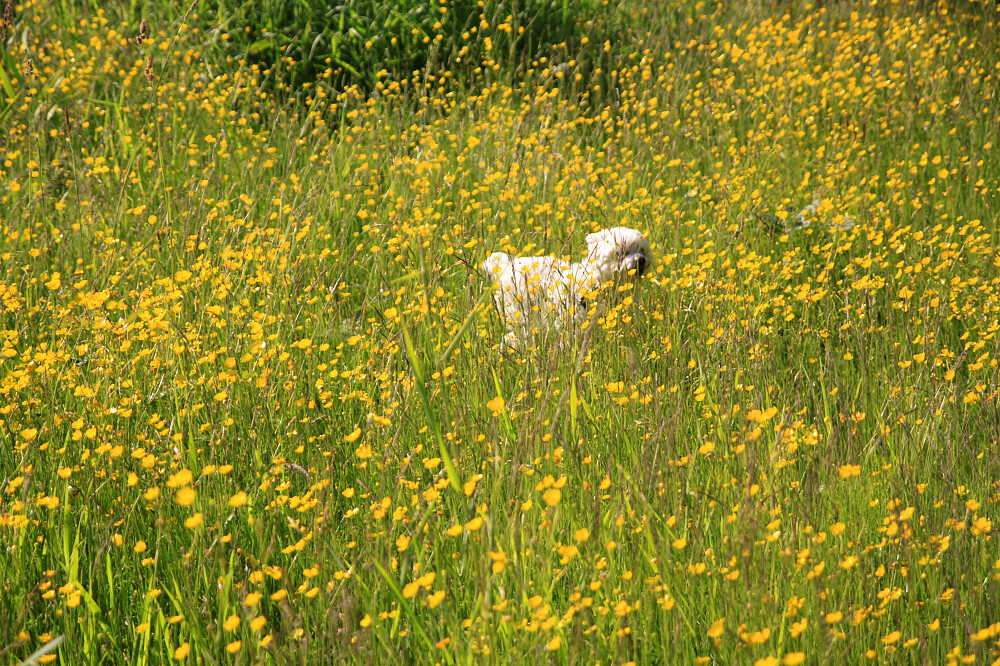 dog in buttercup Quibble Creek Greenway, Surrey, BC. 14060