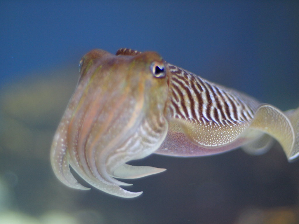 2 months later, a much bigger cuttlefish P6282125 OLYMPUS … Flickr