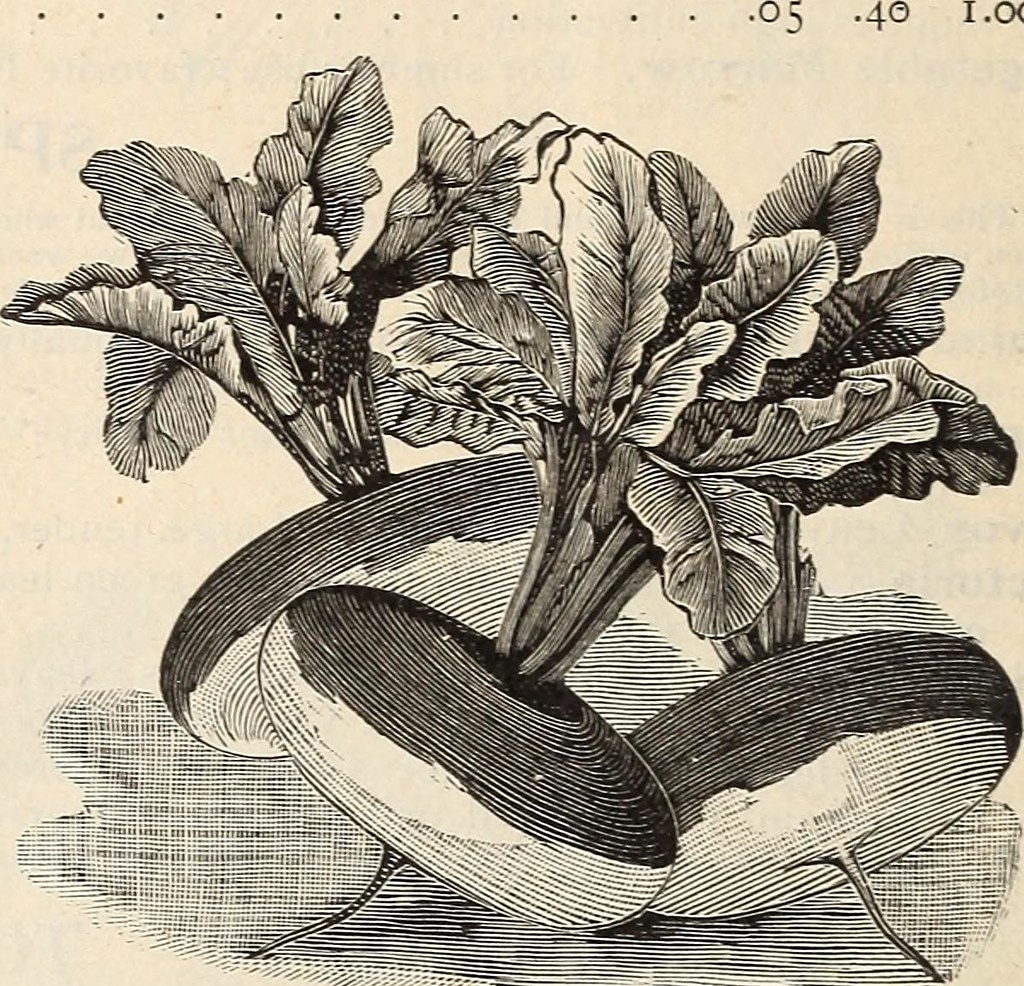 1900's Cookbook Etsy