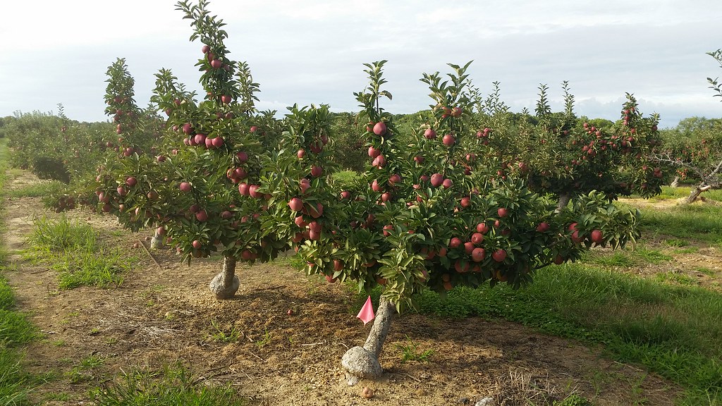 Lewin Farms Apple picking a photo on Flickriver