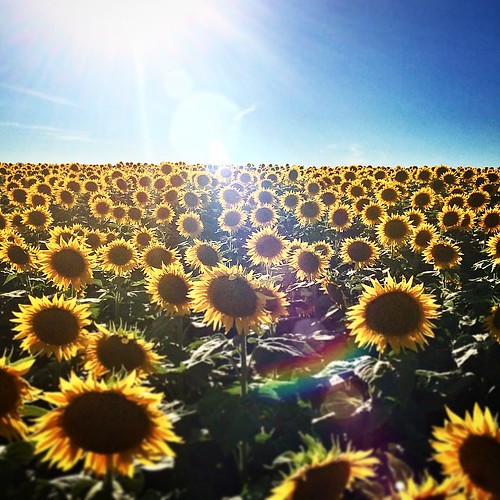 Anyone who's ever been told sunflowers always face the sun… Flickr