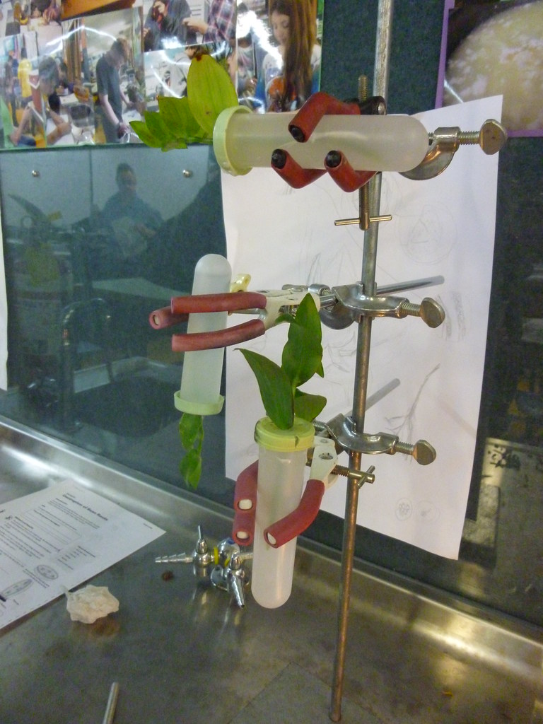 Biology Y13 Plant Experiments 20140515 tony.cairns Flickr