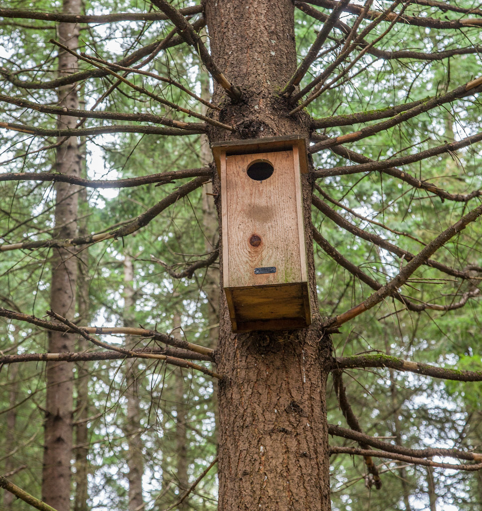 Bird house Build and place bird houses appropriately to dr… Flickr
