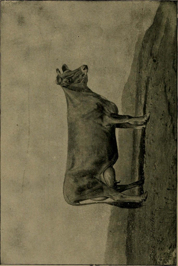 Image from page 252 of "Gleason's Veterinary handbook and… Flickr