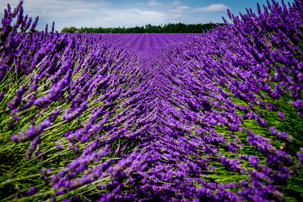 Through the Lavender The popular lavender fields at Snowsh… Flickr