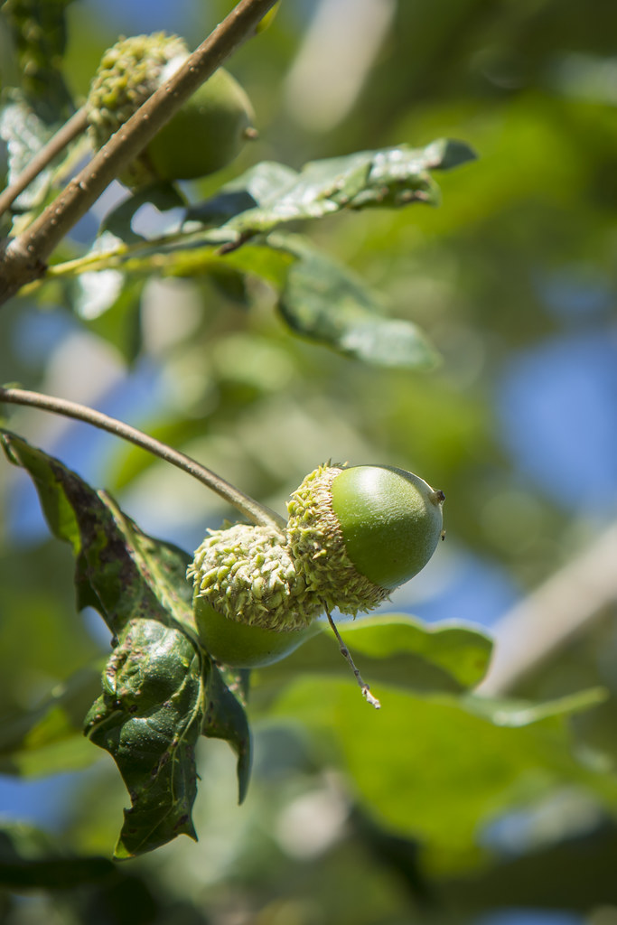 buck's unlimited oak_HARC_0095 The Buck's Unlimited Oak wa… Flickr