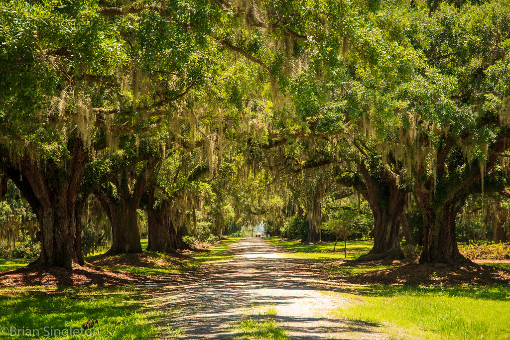 Bluff Plantation Avenue of Oaks In the movie "Forrest Gump… Flickr
