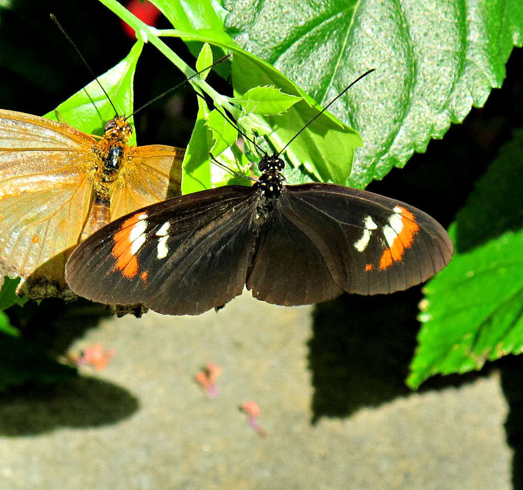 Butterfly, Lewis Ginter Botanical Garden IMG_1003 Lewis Gi… Flickr