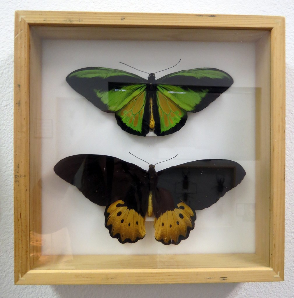 Taxidermy 2 Butterflies 05172014 (IMG_9418) The Harrel… Flickr