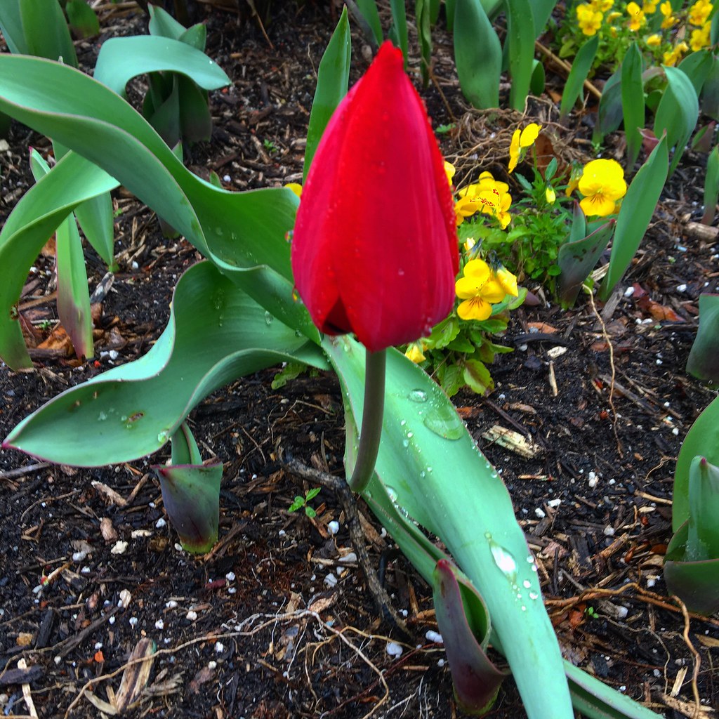 Tulip in Bloom. Argenta District, North Little Rock Flickr