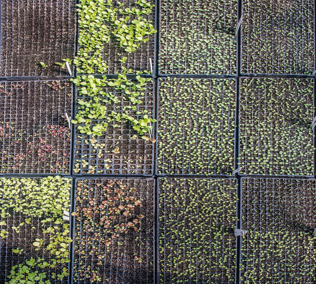 Germination Temperature For Lettuce at John Gary blog