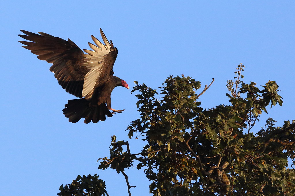 Landing A Turkey Vulture lands in a tree top. This posture… Flickr