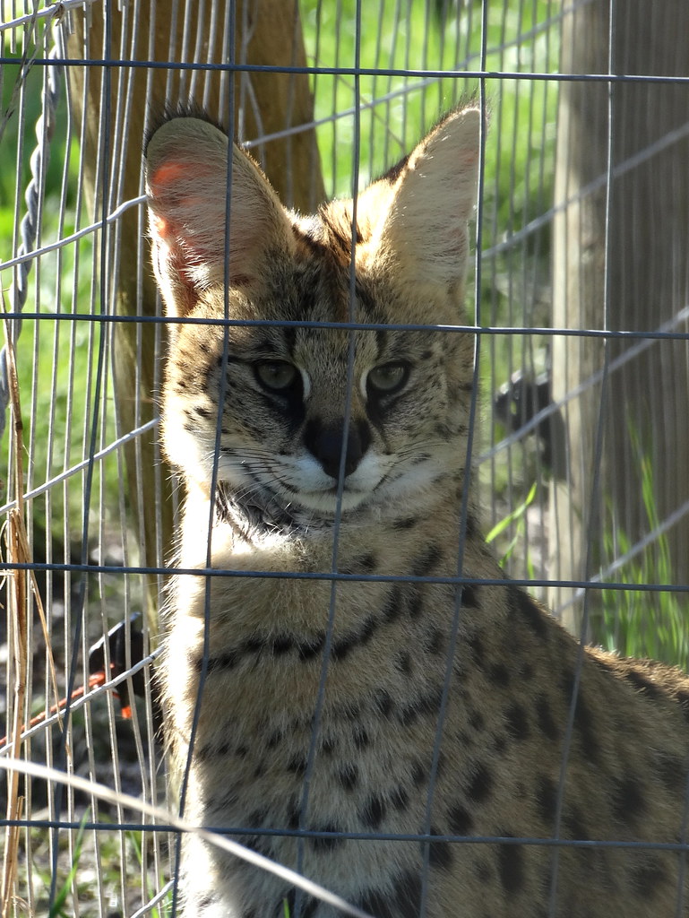 Wild cat a photo on Flickriver