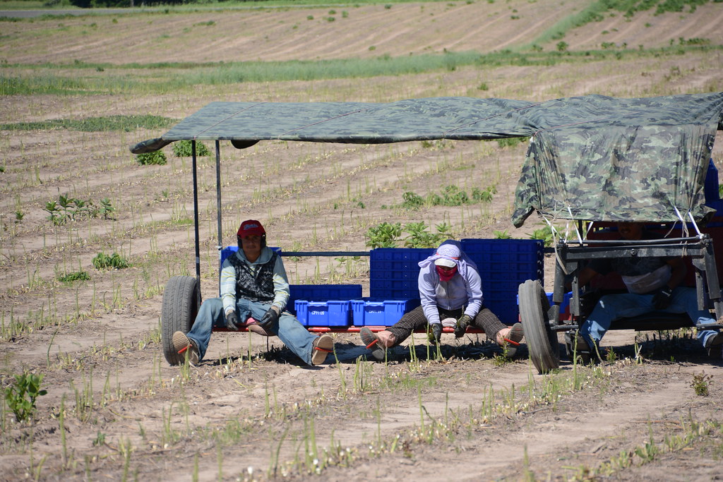 Asparagus farm tour (5) Asparagus Farm Tour Michigan State