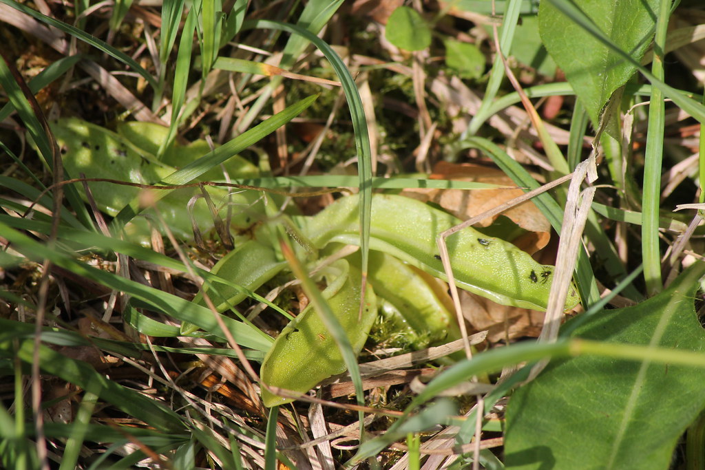 Butterwort Just the leaves, the flowers having already gon… Flickr