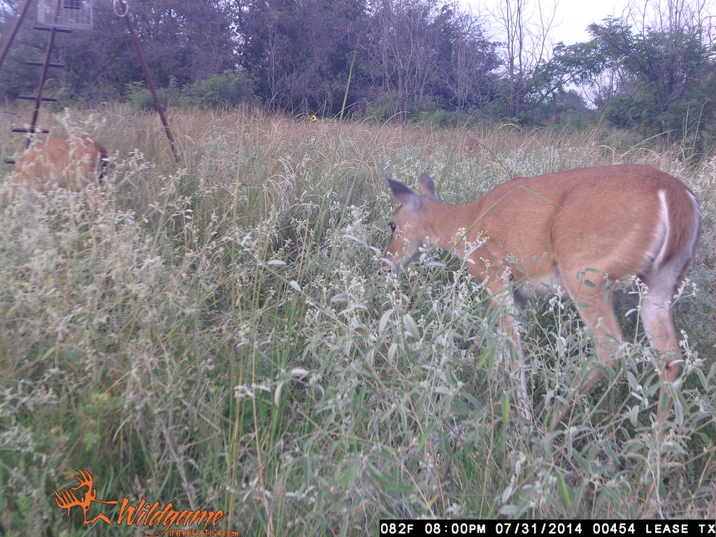 Texas Deer Lease aug 114 454 Four WillisBros Flickr