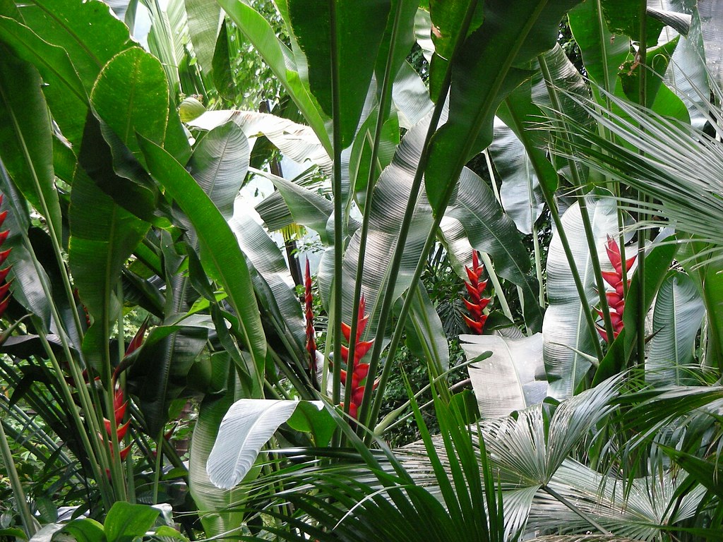 Forest Aviary North Carolina Zoo in Asheboro, NC Willard Flickr