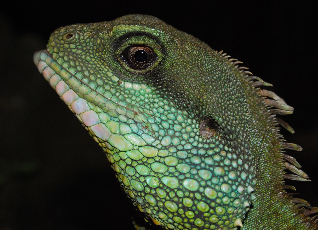 Grüne Wasseragame Male Chinese Water Dragon Physignath… Flickr