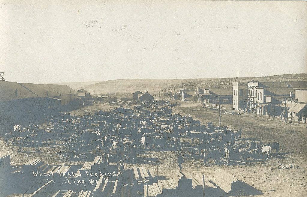 Wheat Teams Feeding, circa 1910 Lind, Washington a photo on Flickriver